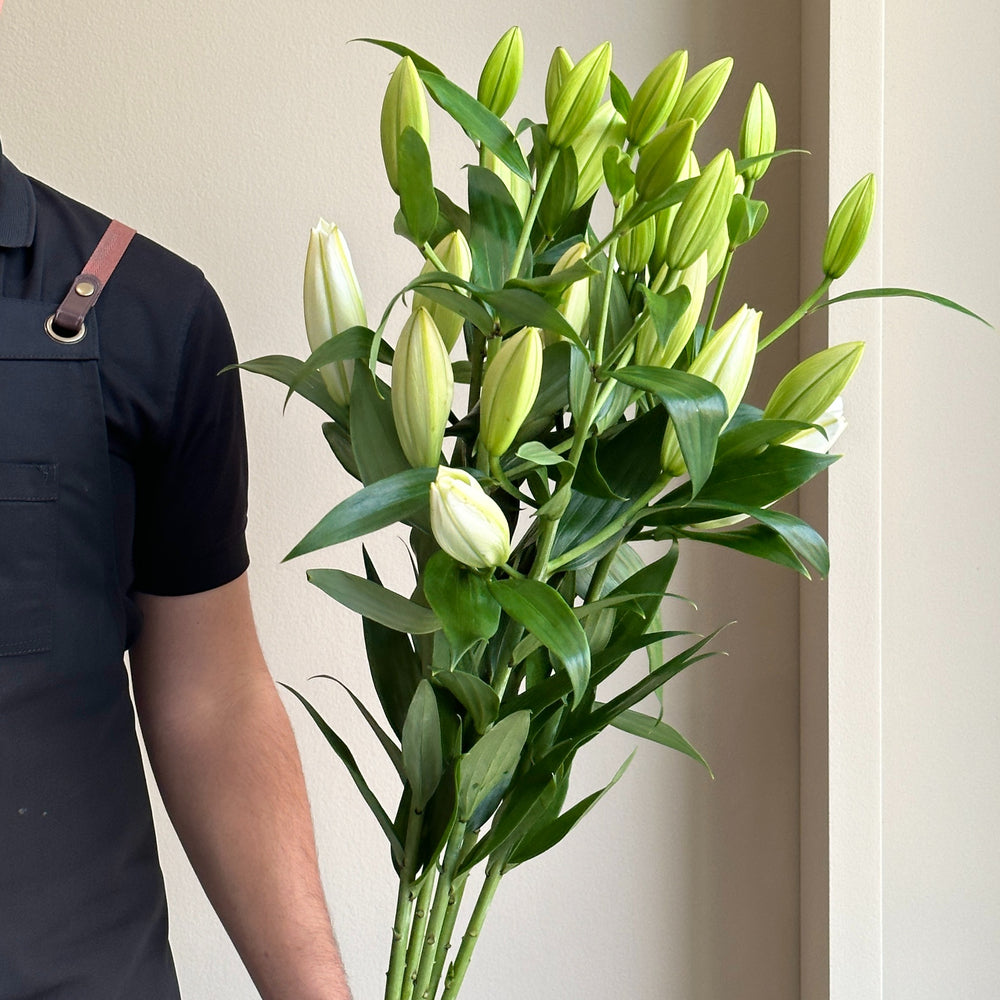 Lilies Orientpet - Petacas White