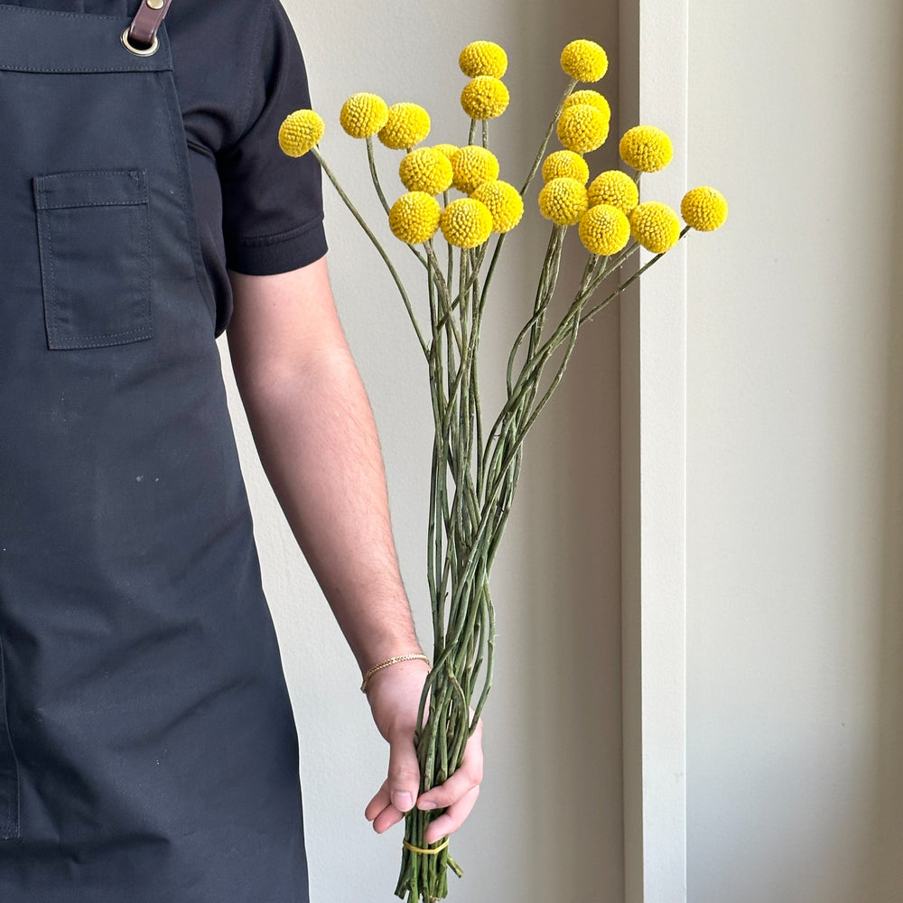 Craspedia Paintball Pop