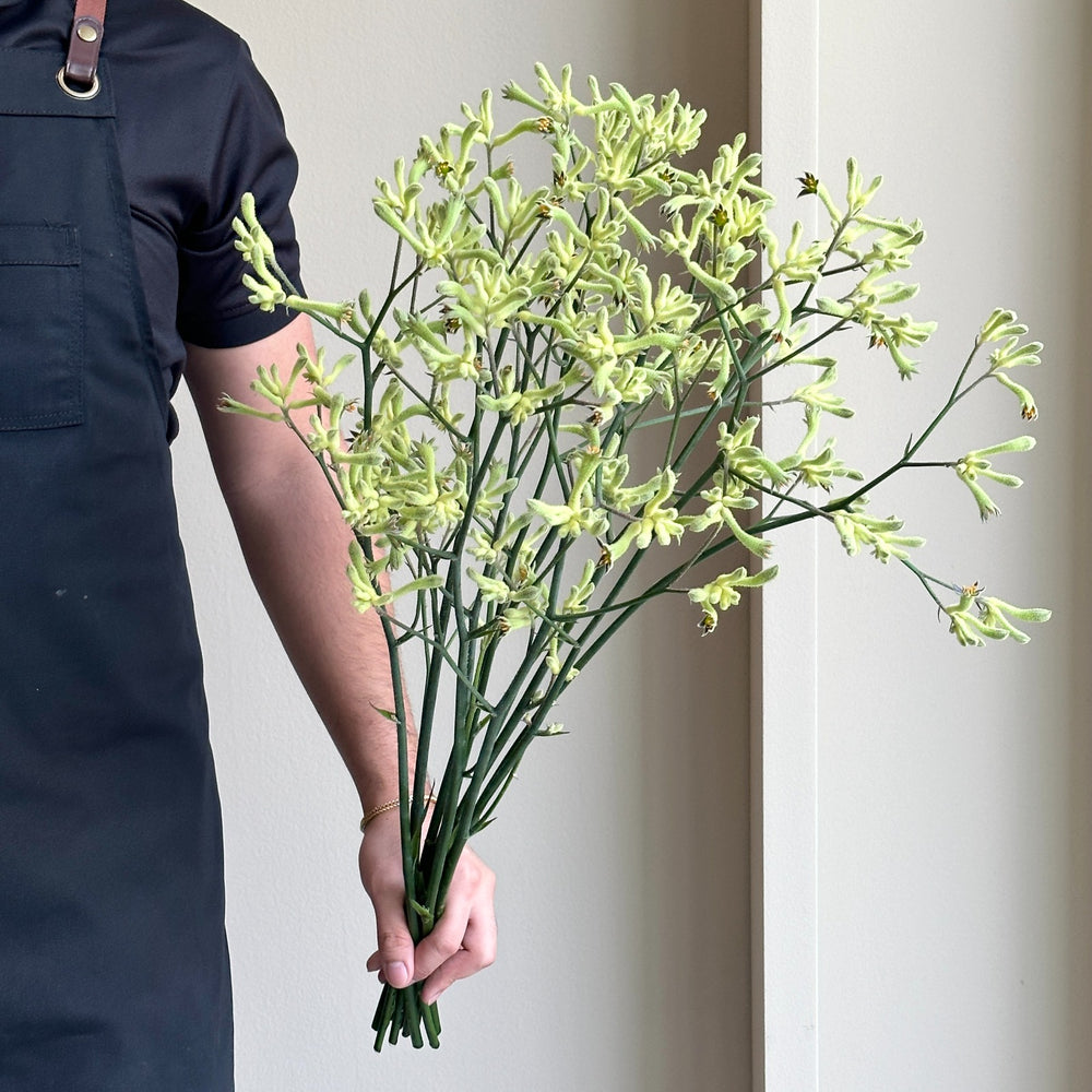 Kangaroo Paws - Black Green