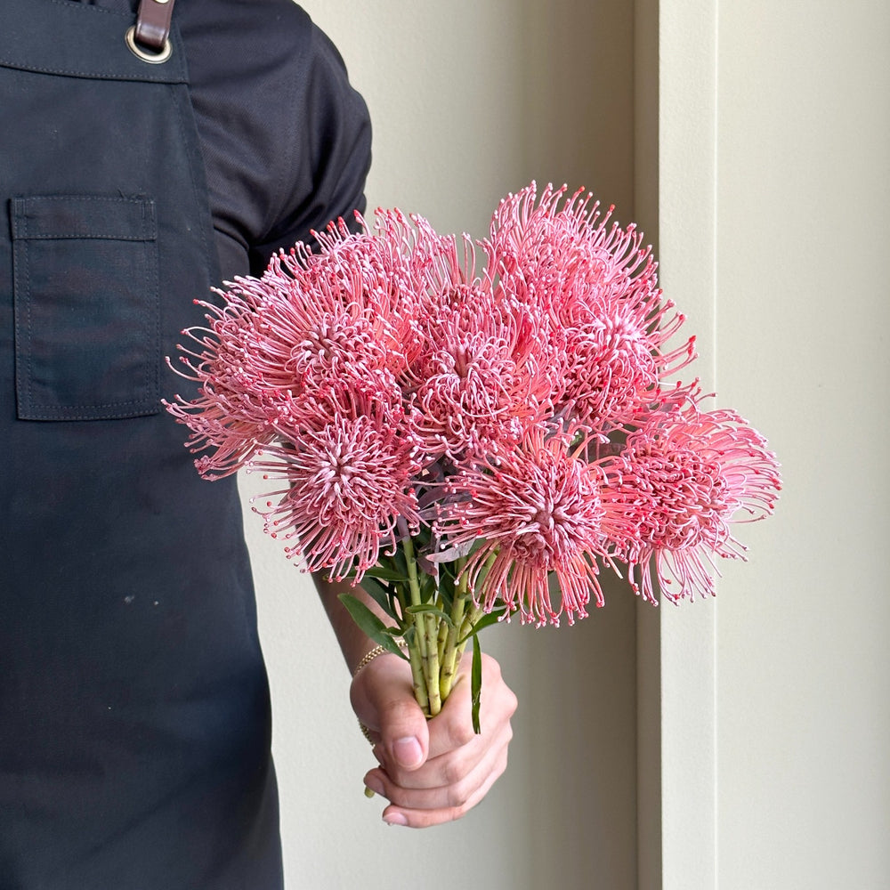 Leucospermum -  Dyed New Rose