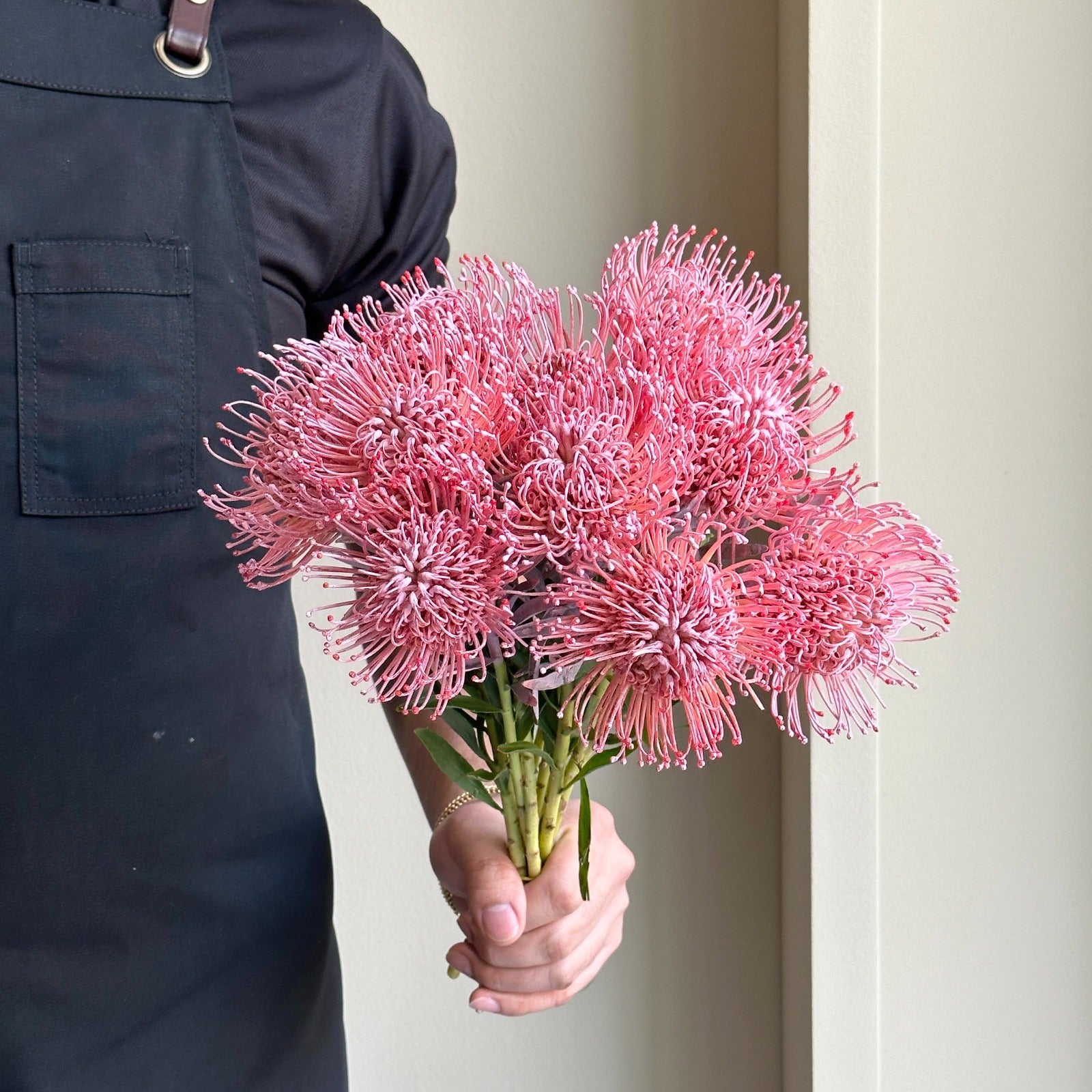 Leucospermum -  Dyed New Rose