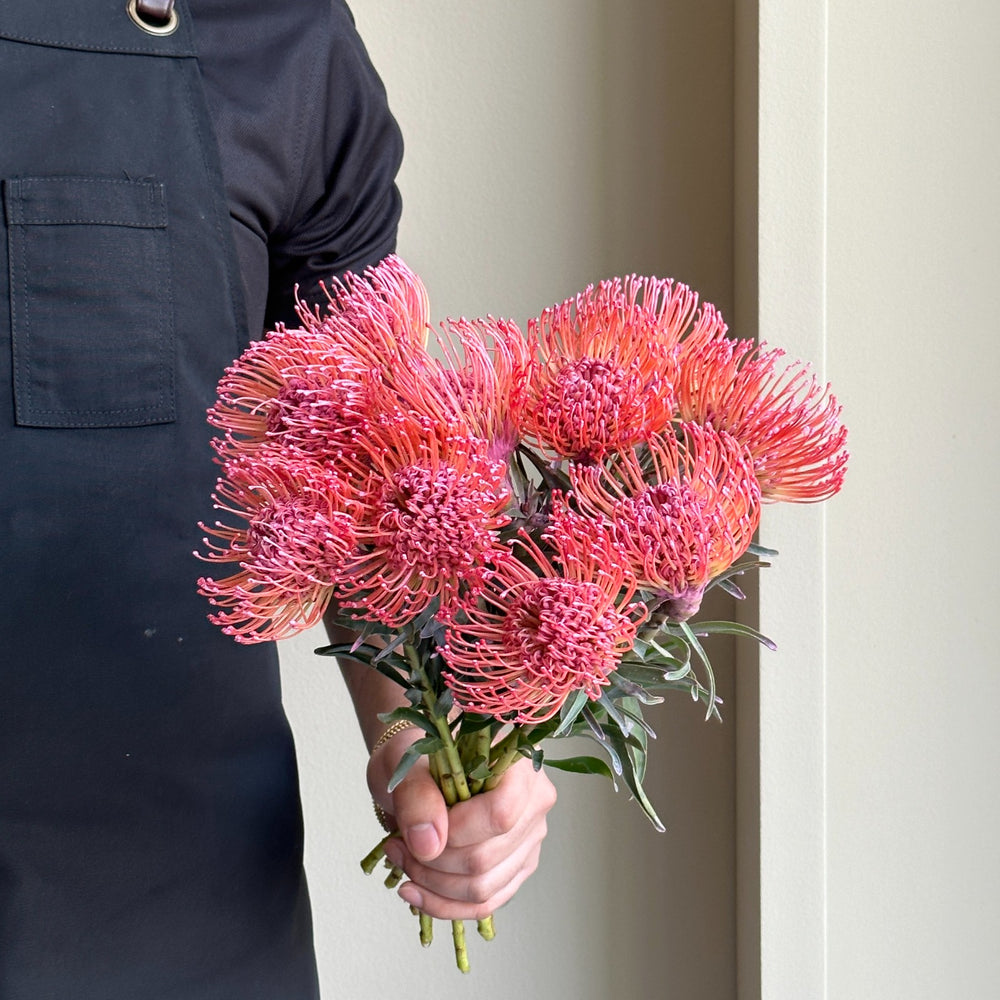 Leucospermum - Dyed Baby Pink
