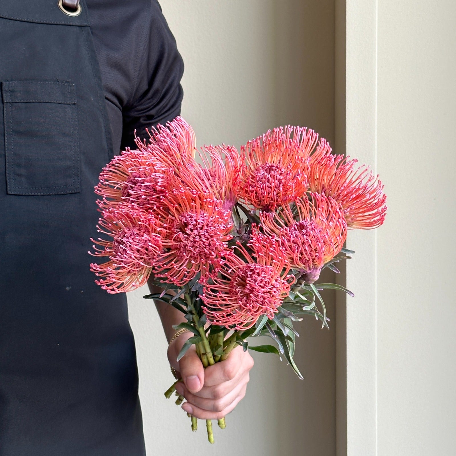 Leucospermum - Dyed Baby Pink