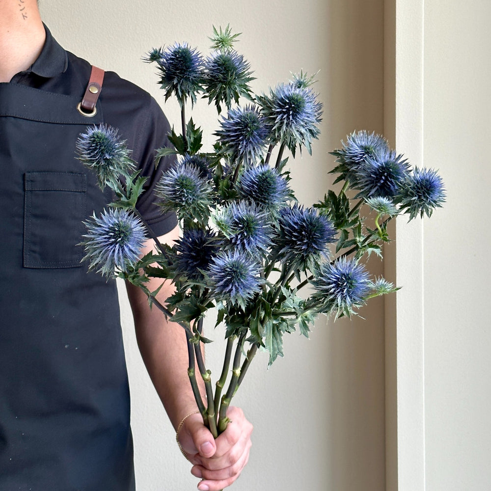 Eryngium Scorpius Questar Super