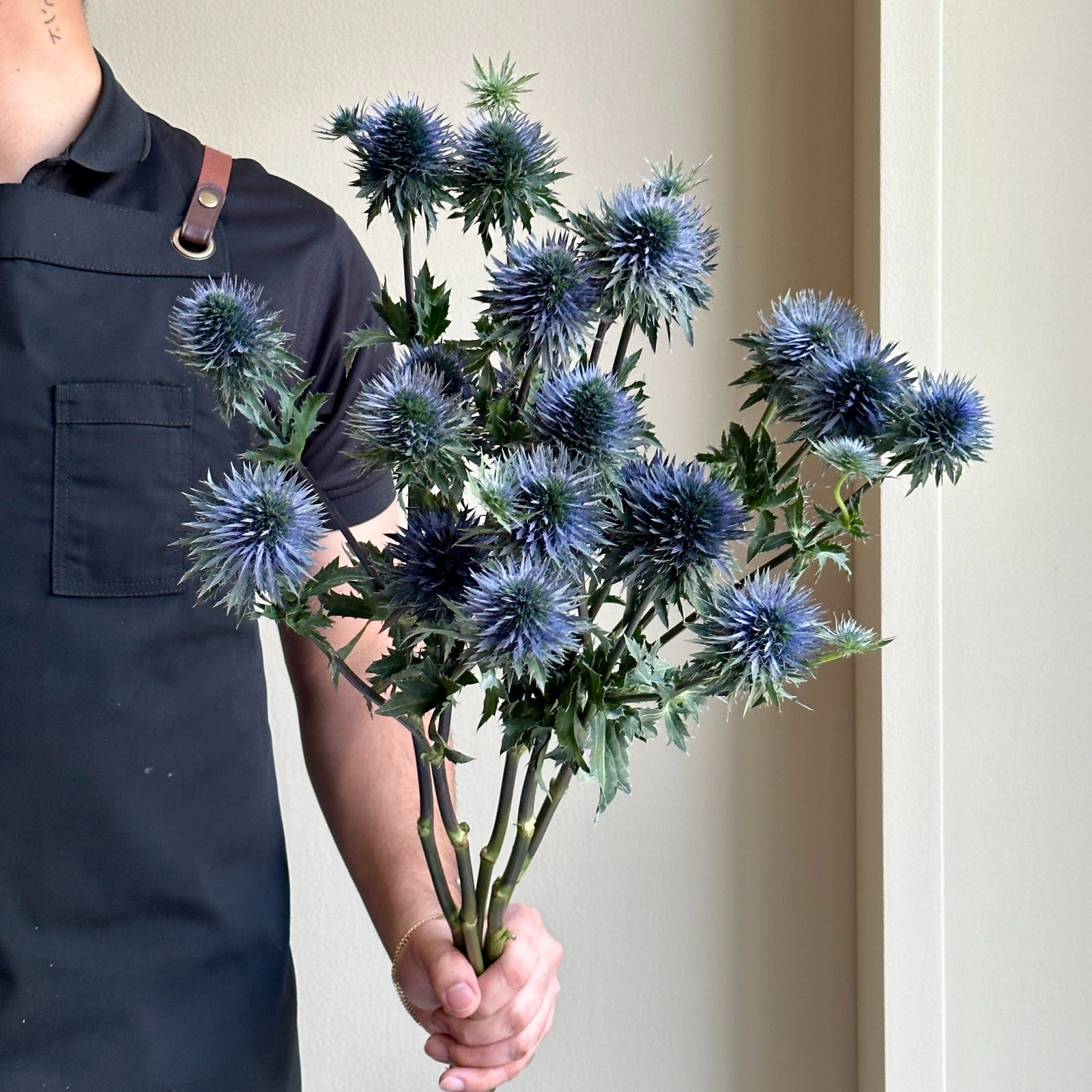 Eryngium Scorpius Questar Super