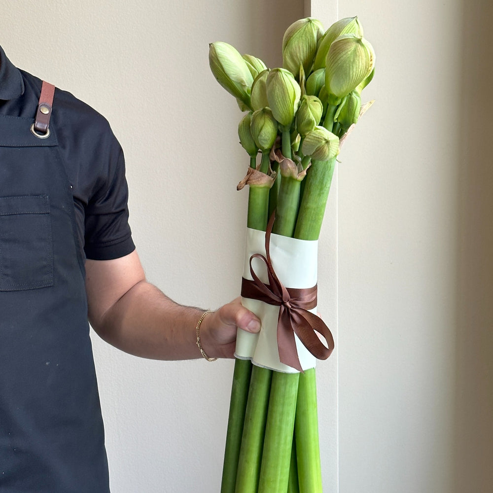 Amaryllis - Nymph (6 Stems)