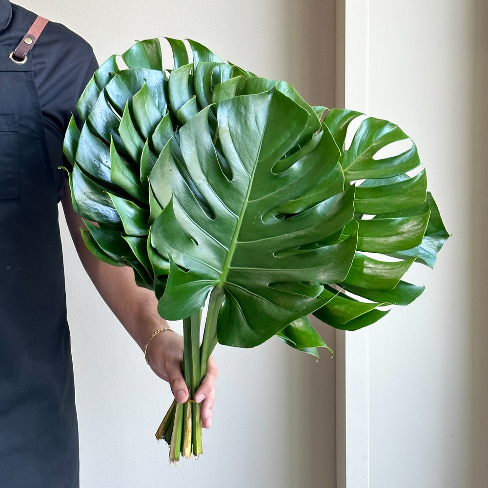 Monstera Leaves Medium