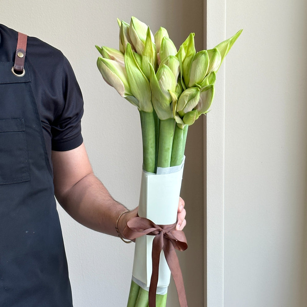 Amaryllis - Darling (6 Stems)