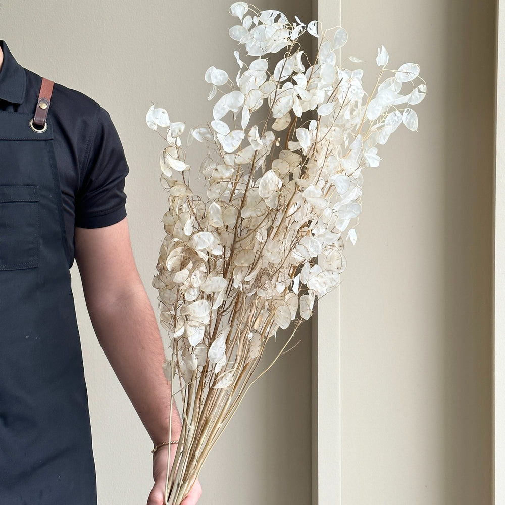 Lunaria Ann Preserved