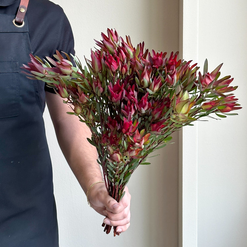 Leucadendron Spray Safari Sunset