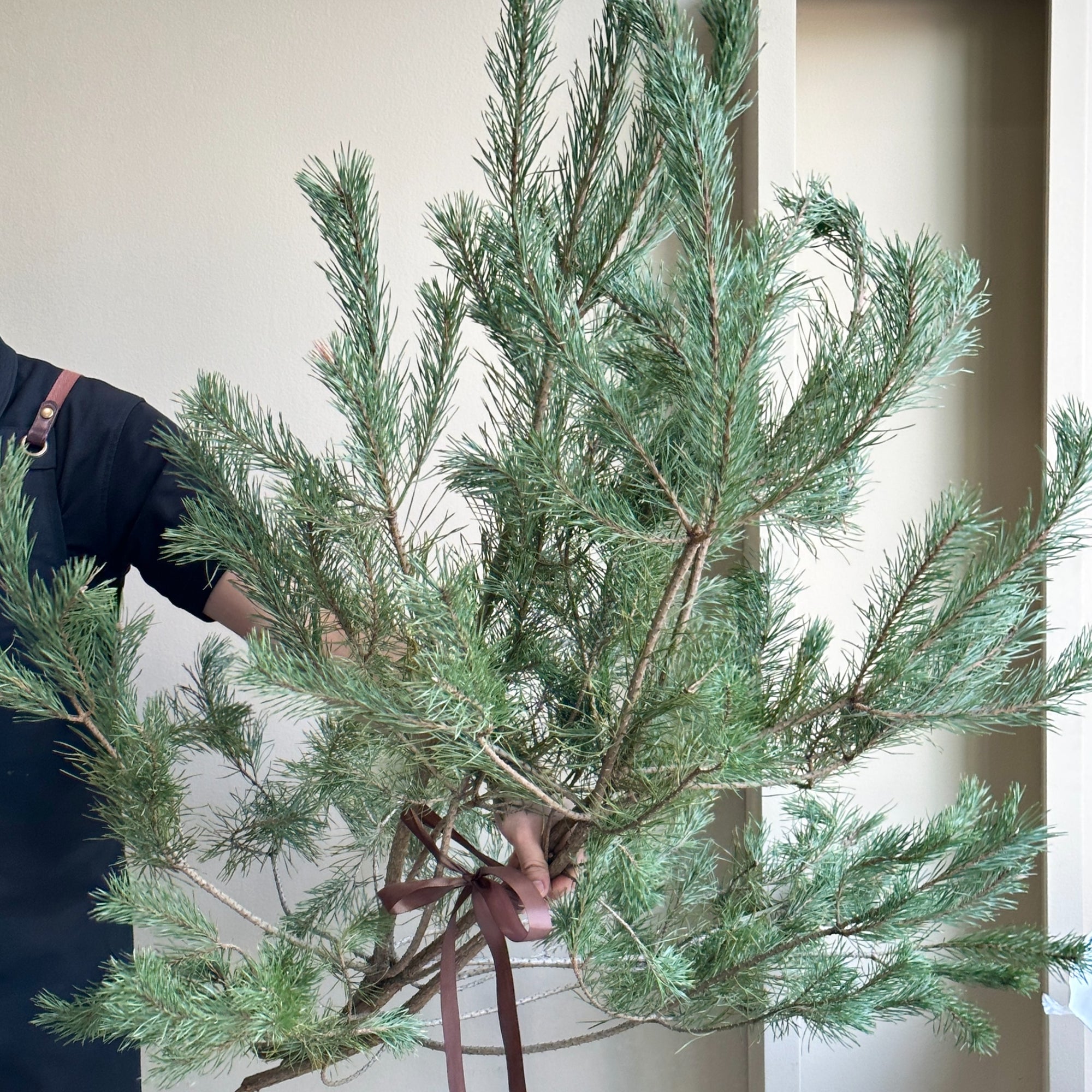 Pinus Alaska - Tall (120cm)