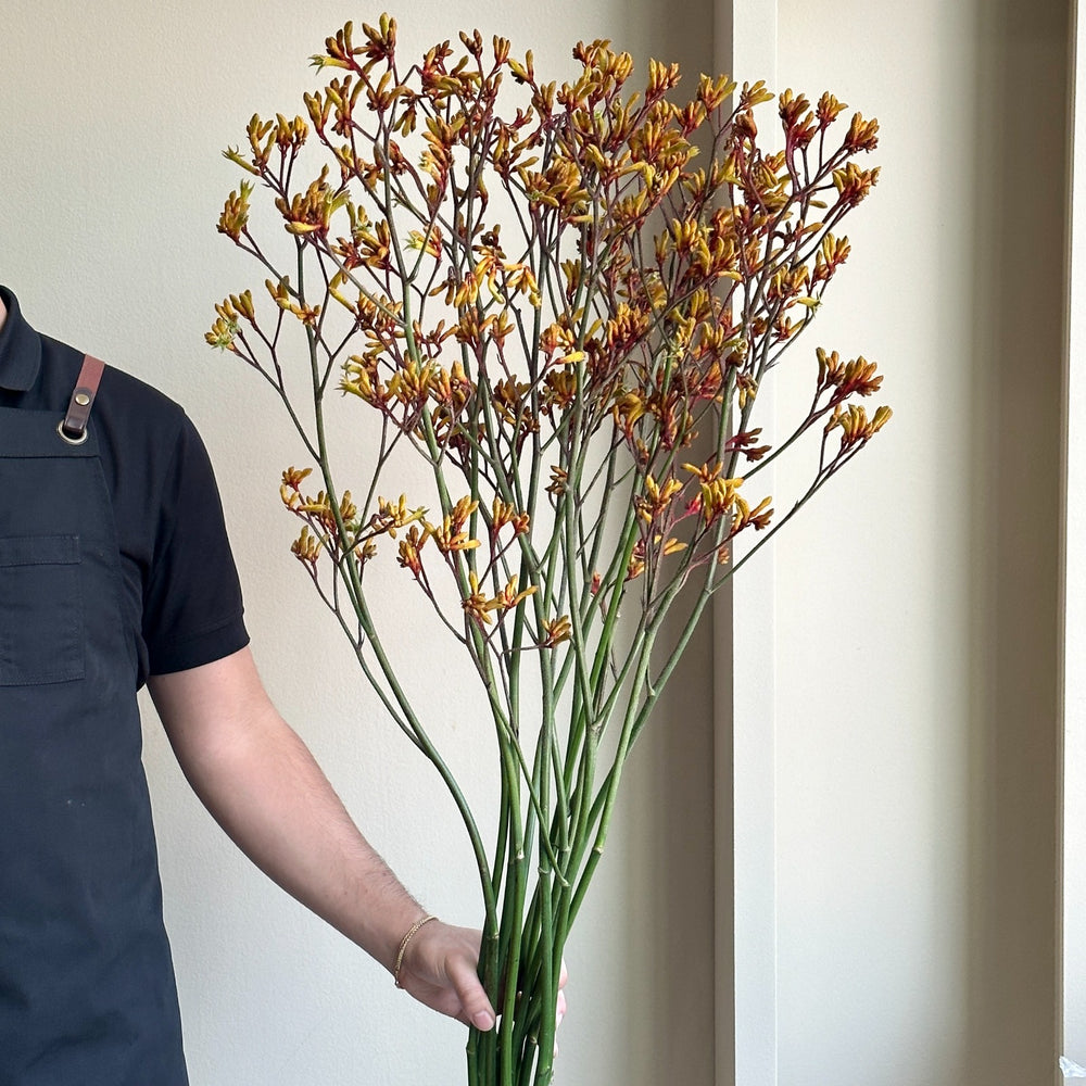 Kangaroo Paws - Gold Fever Tall (100cm)