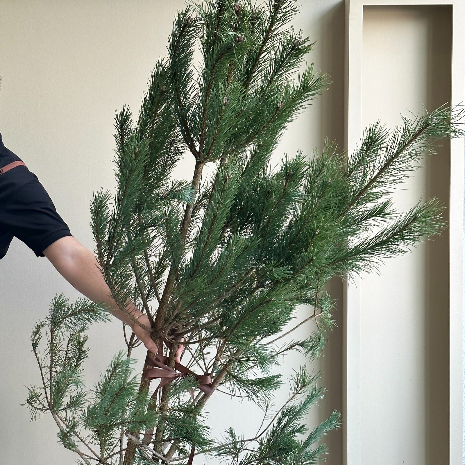 Pinus Alaska - Super Tall (160cm)