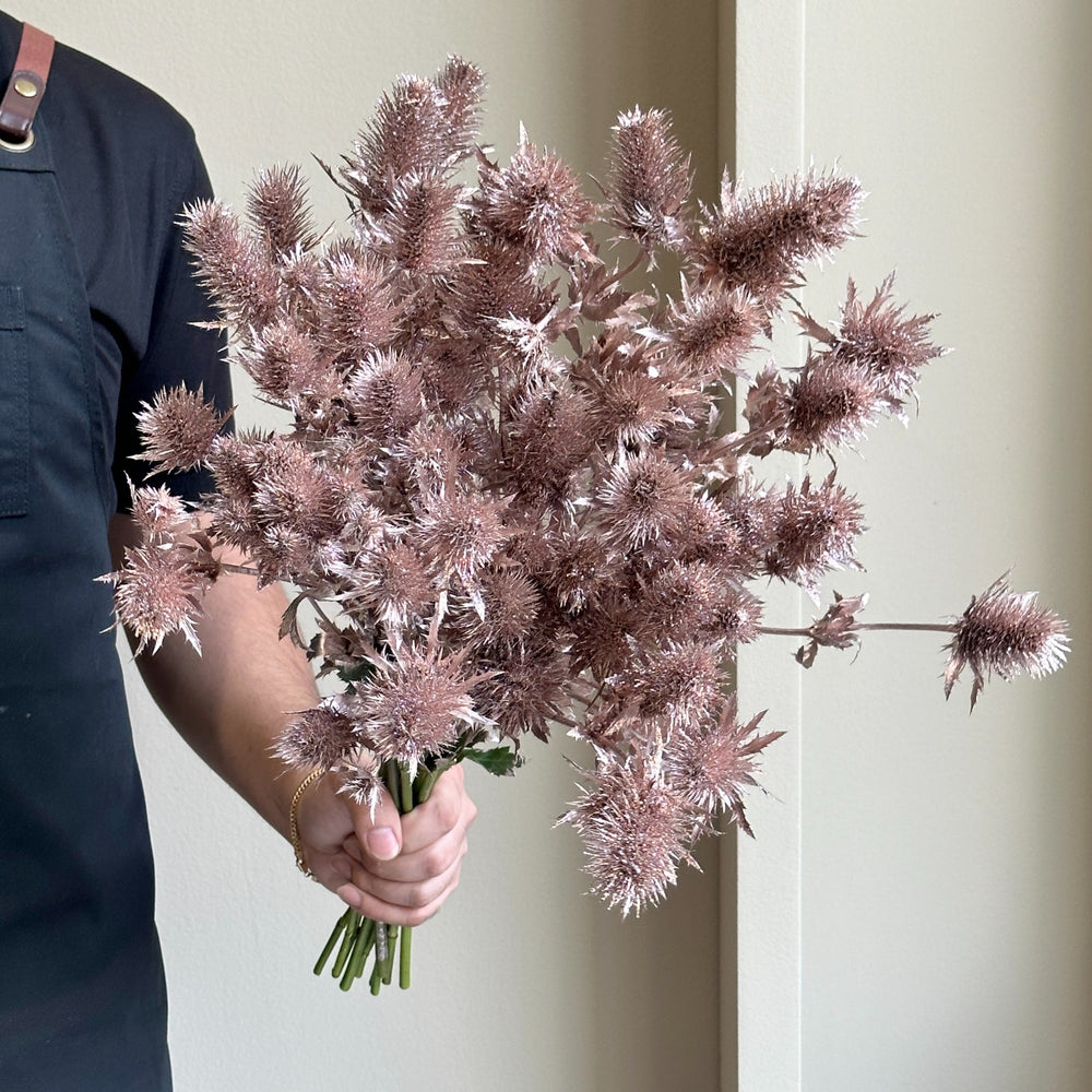 Eryngium Orion Dyed Antique Champagne Glittered