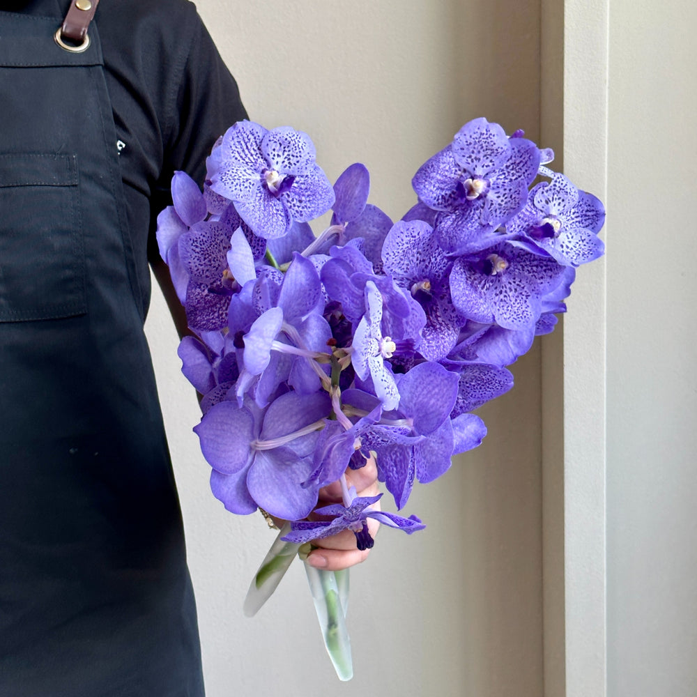 Vanda Orchids - Angelic Lilac