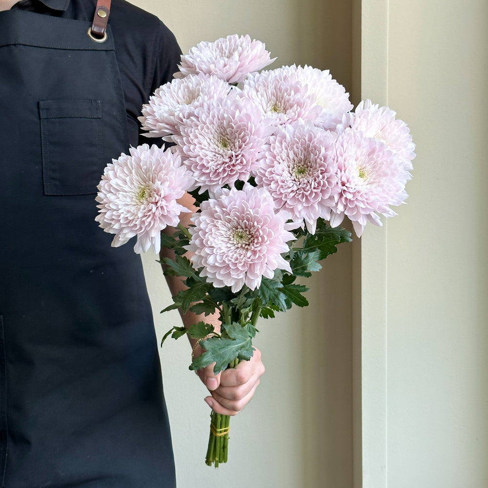 Chrysanthemums - Petrushka Light Pink