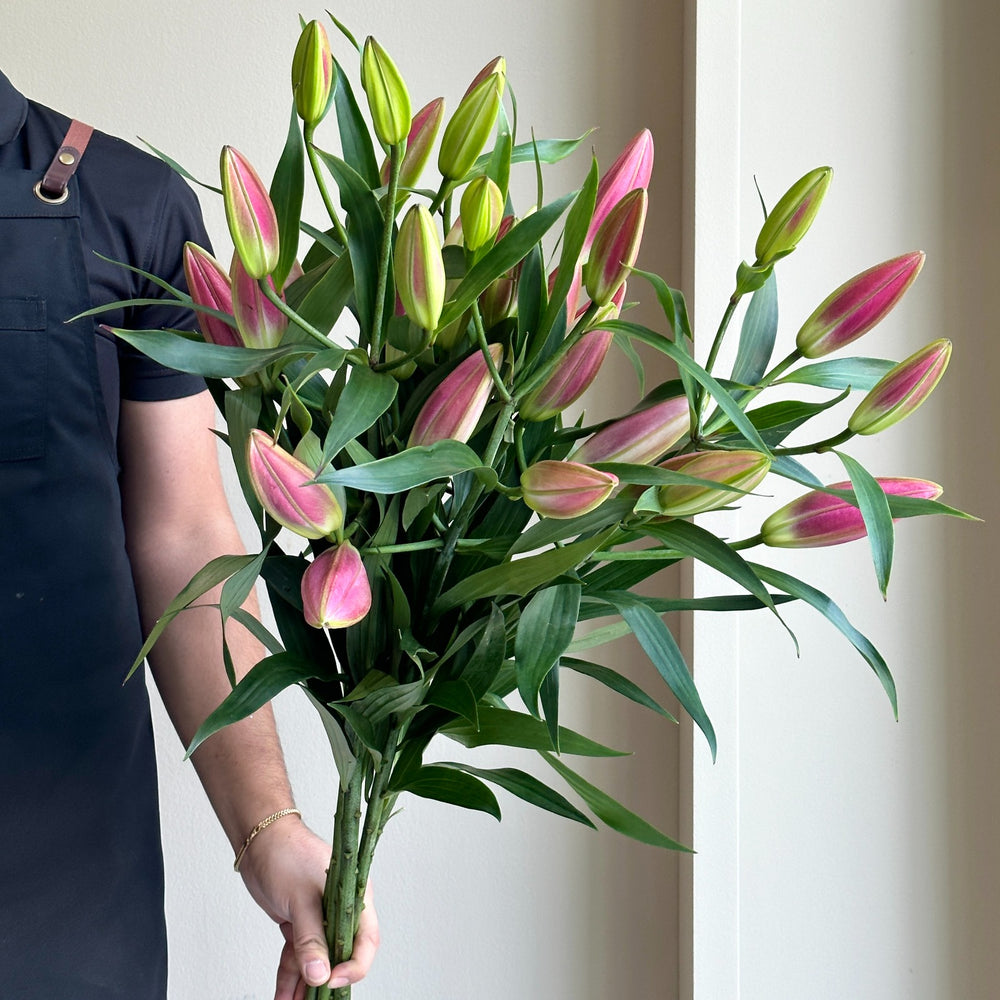 Lilies Orientpet - Dalian Pink