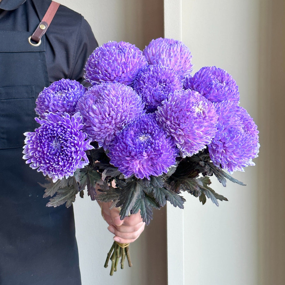 Chrysanthemum Peony - Light Purple