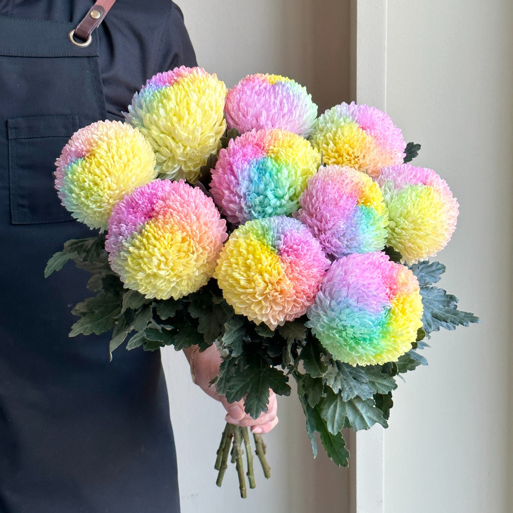 Chrysanthemum Peony - Cotton Candy Rainbow