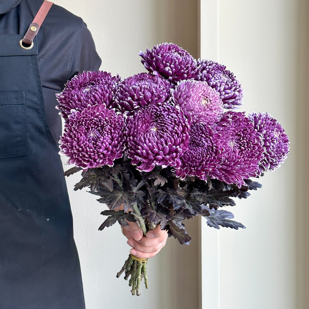 Chrysanthemum Peony - Burgundy