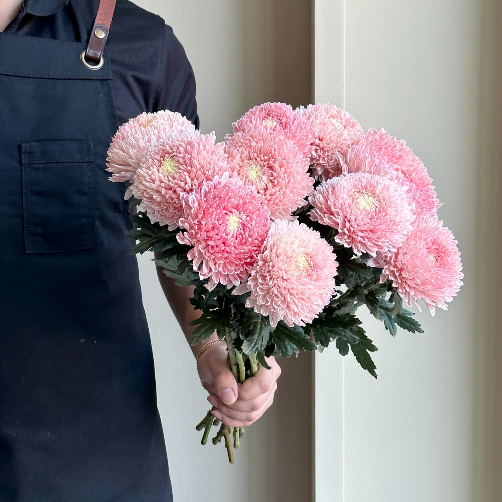 Chrysanthemum Peony - Pasture Pink