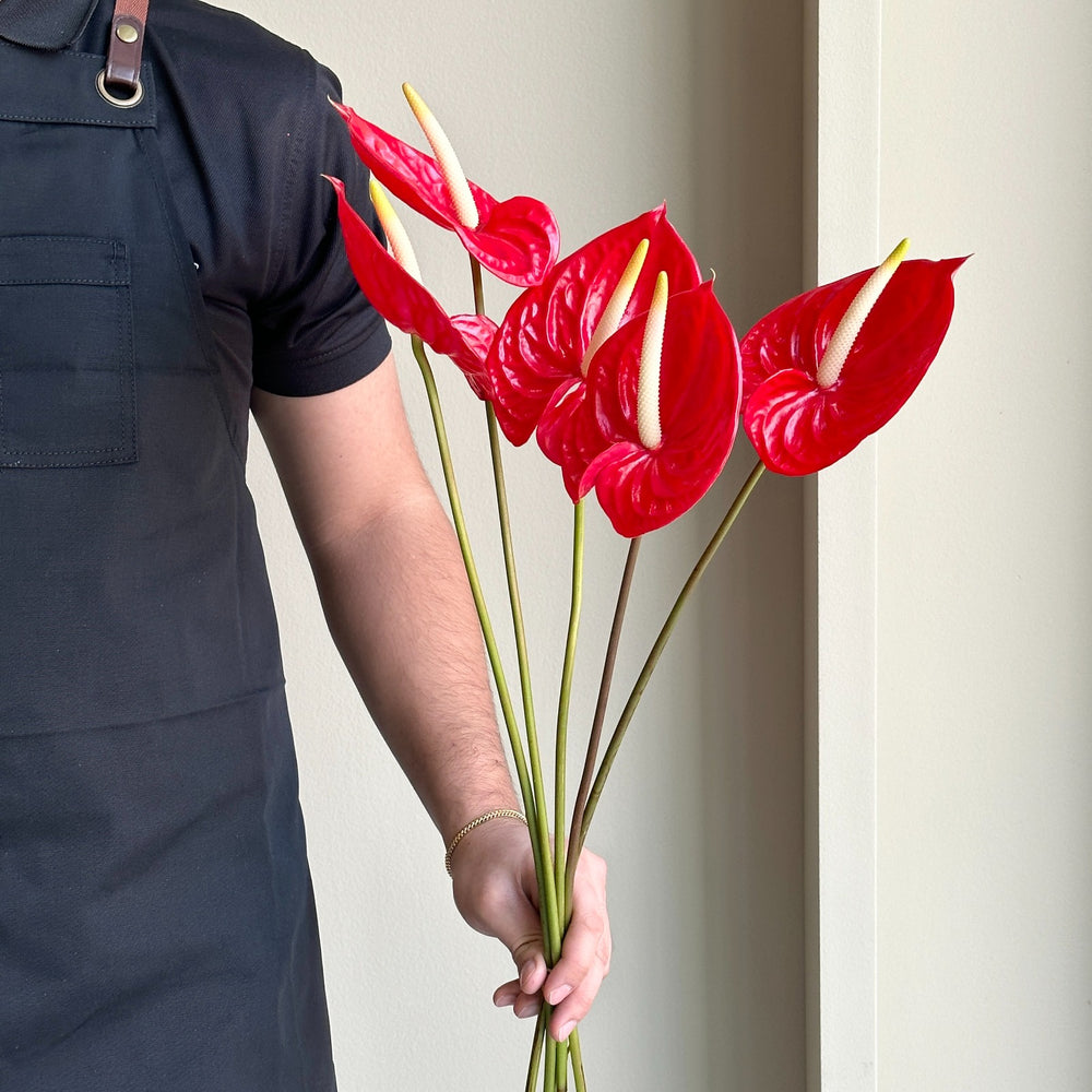 Anthuriums - Red