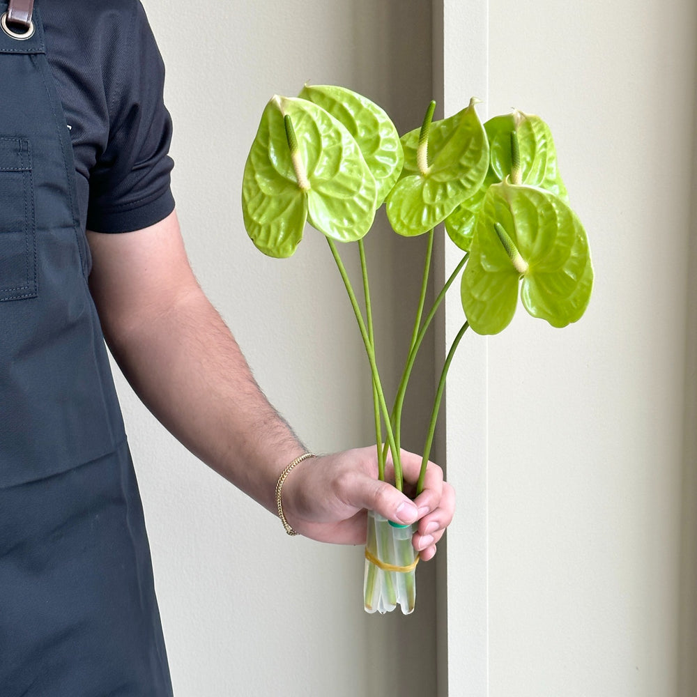 Anthuriums - Grand Slam Jumbo (Mini)