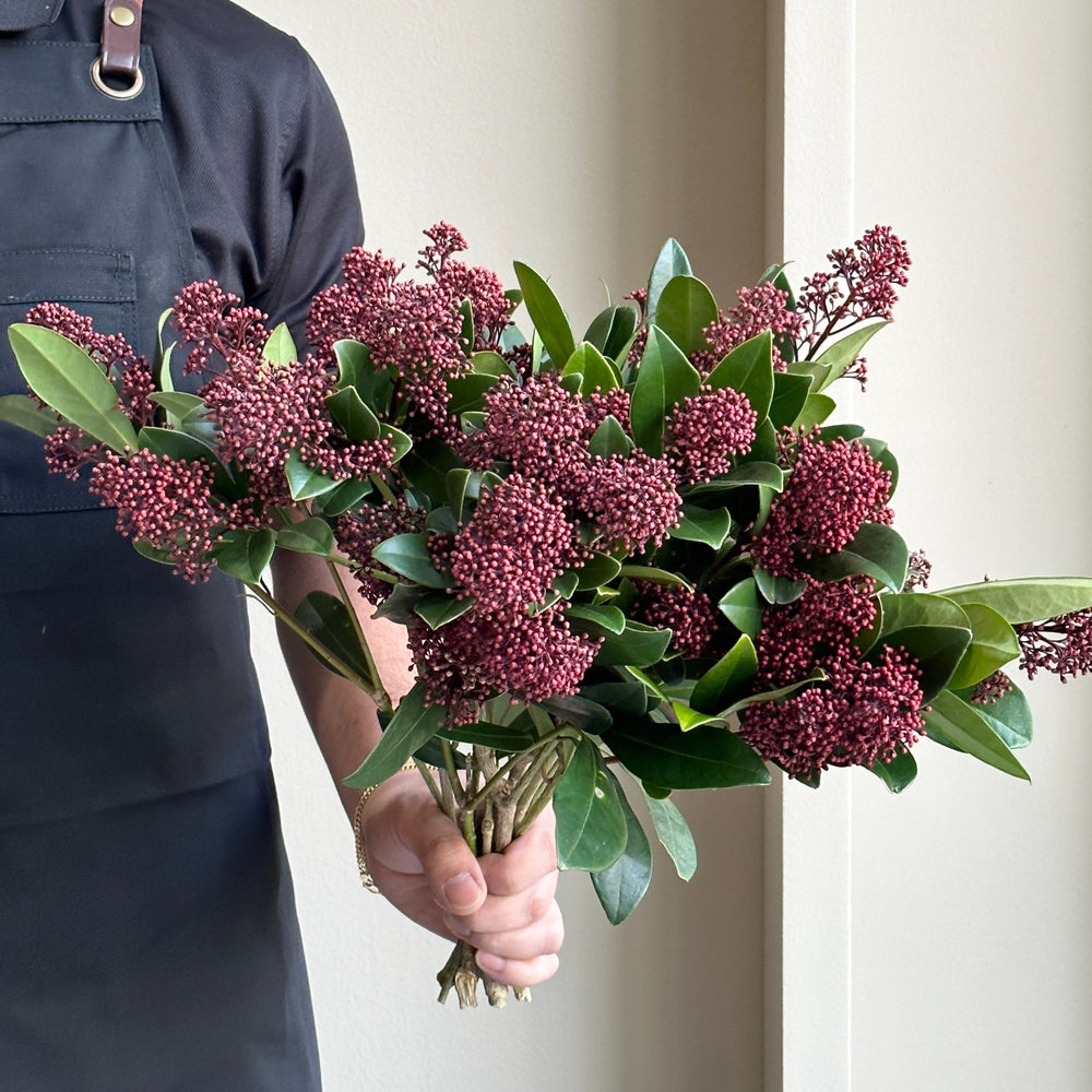 Skimmia - Japonica Rubella Ruby Red