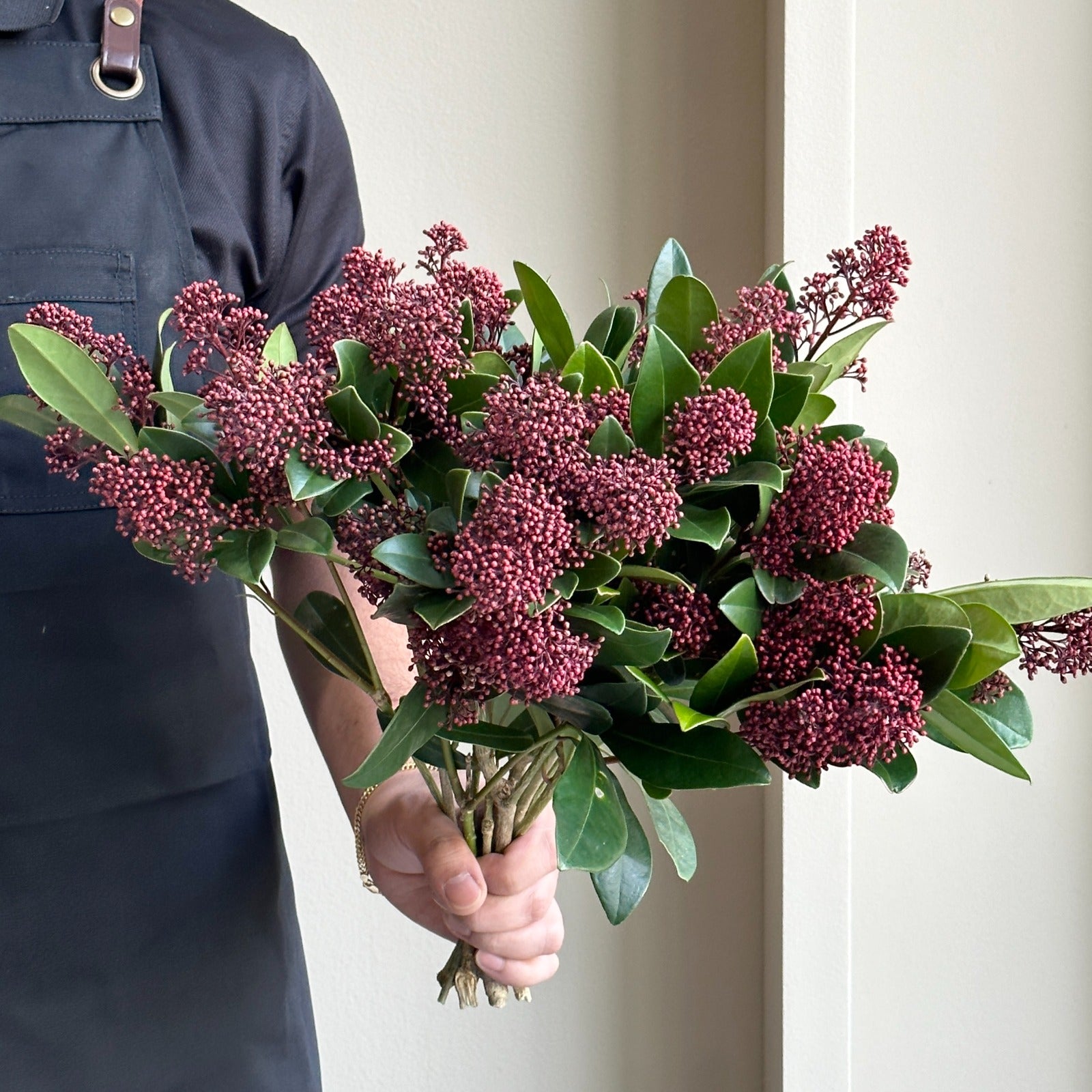Skimmia - Japonica Rubella Ruby Red