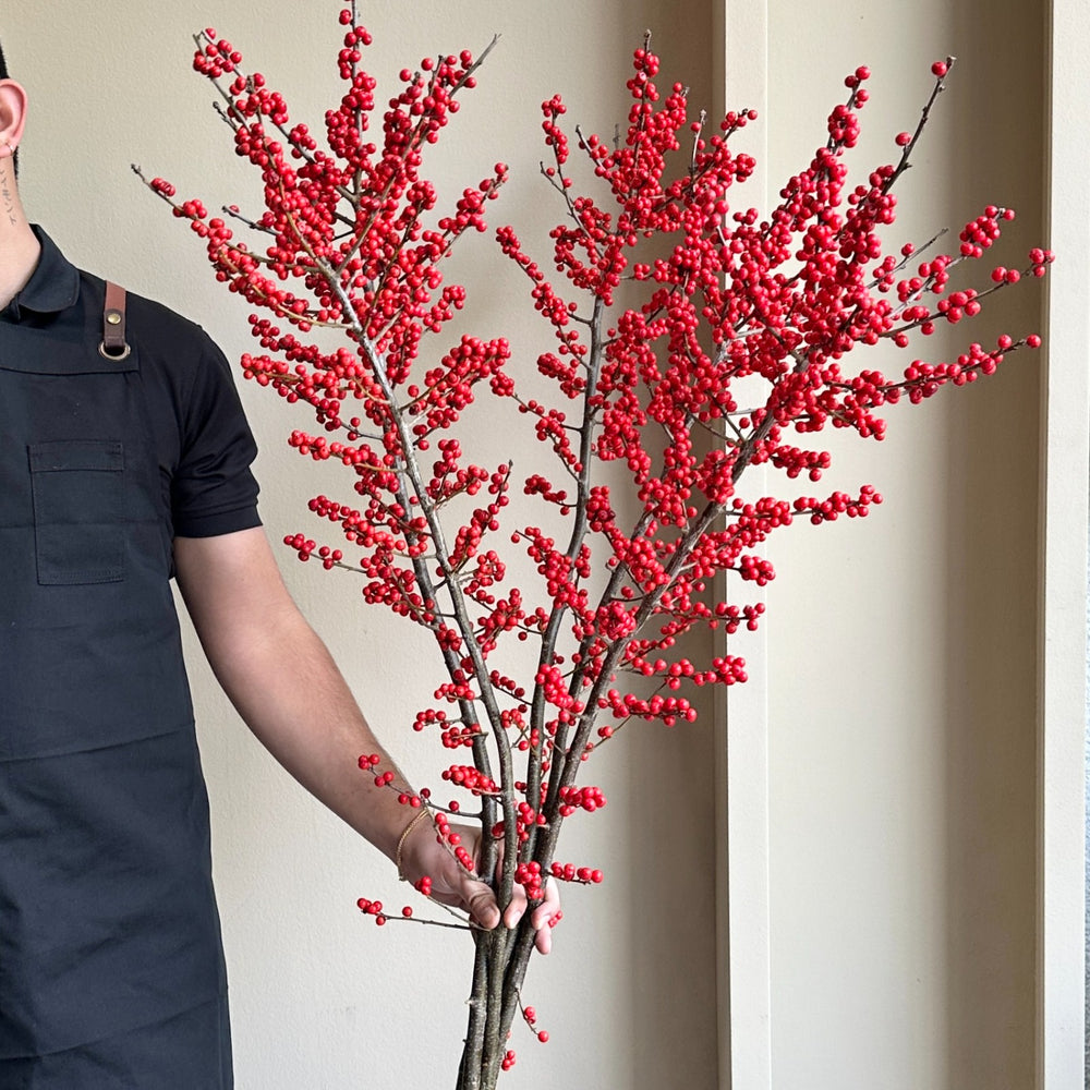 Ilex Verticillata - Red Winterberries Super Tall (130cm)