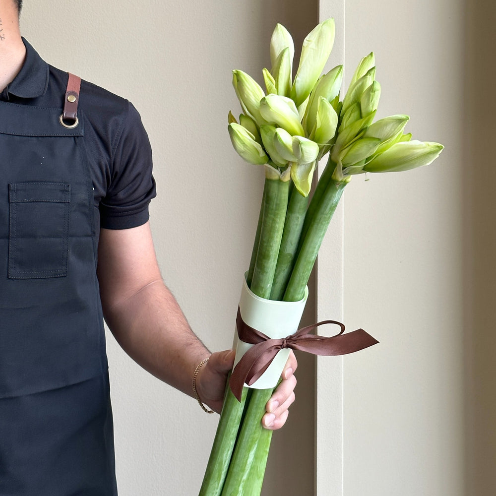 Amaryllis - Mont Blanc (6 stems)