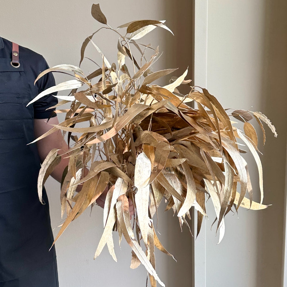 Eucalyptus Lancet Victoria Painted Gold