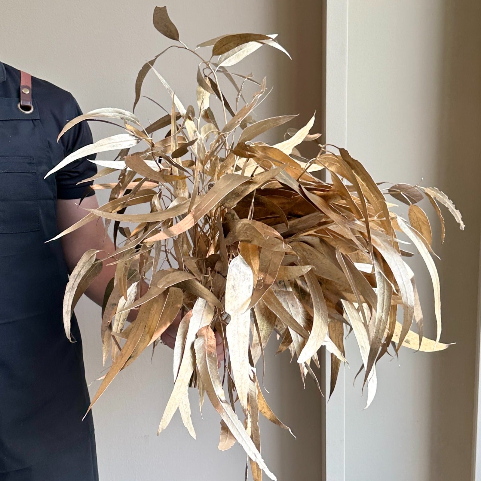 Eucalyptus Lancet Victoria Painted Gold