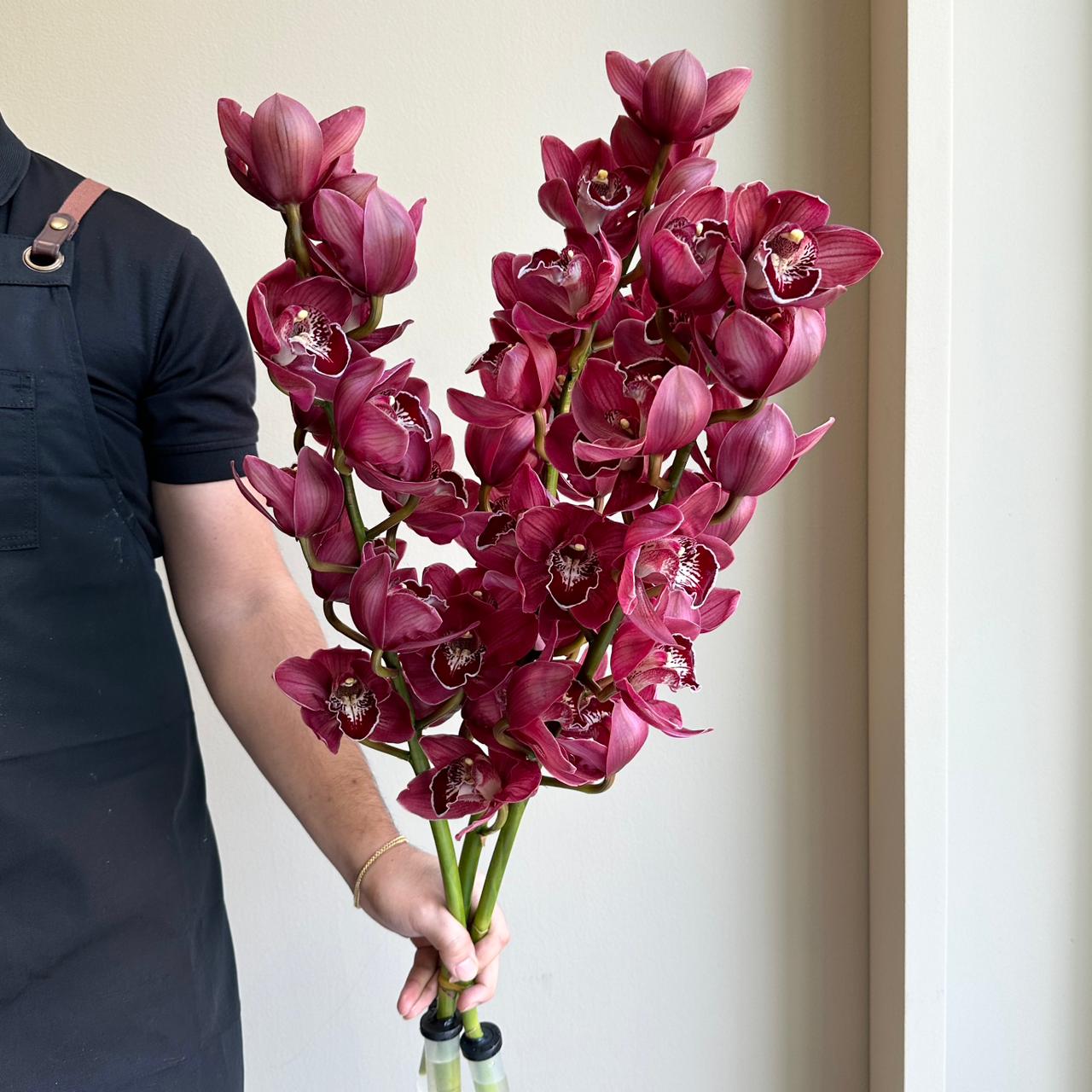 Cymbidium Orchids - Hades Red