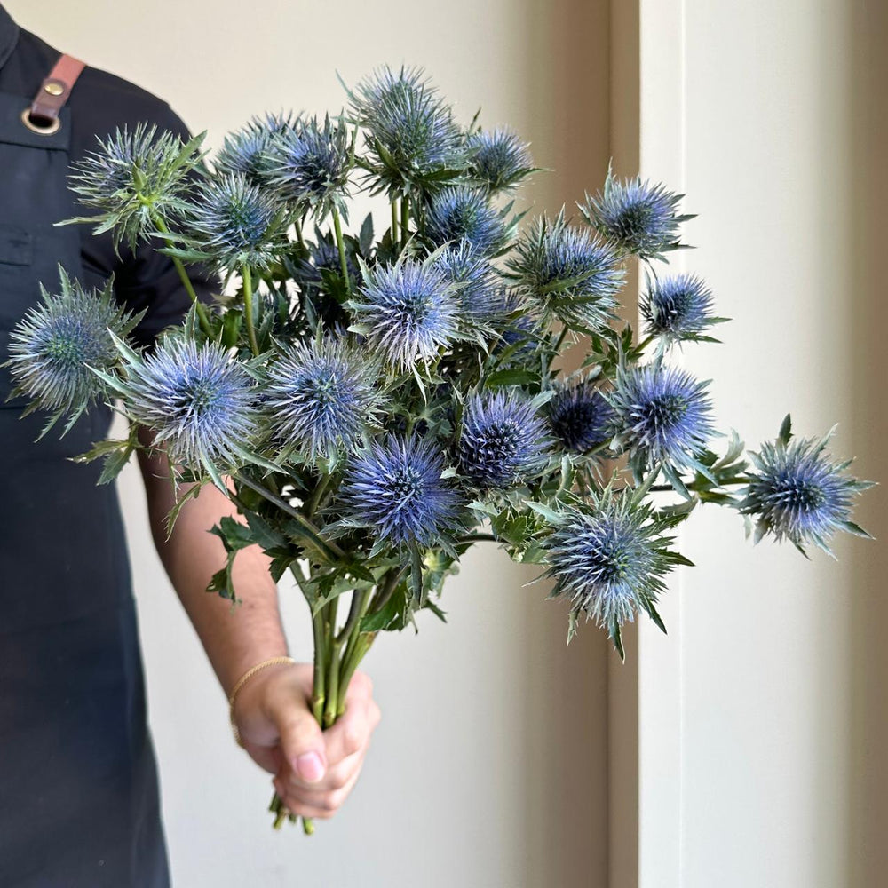 Eryngium Magnetar Questar Blue