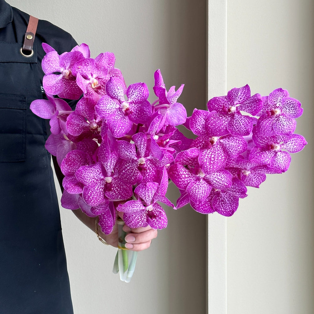 Vanda Orchids - Pink