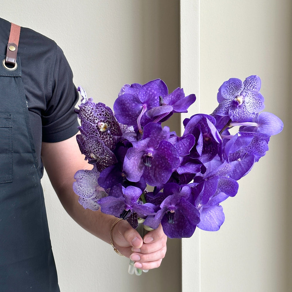 Vanda Orchids - Purple Mix