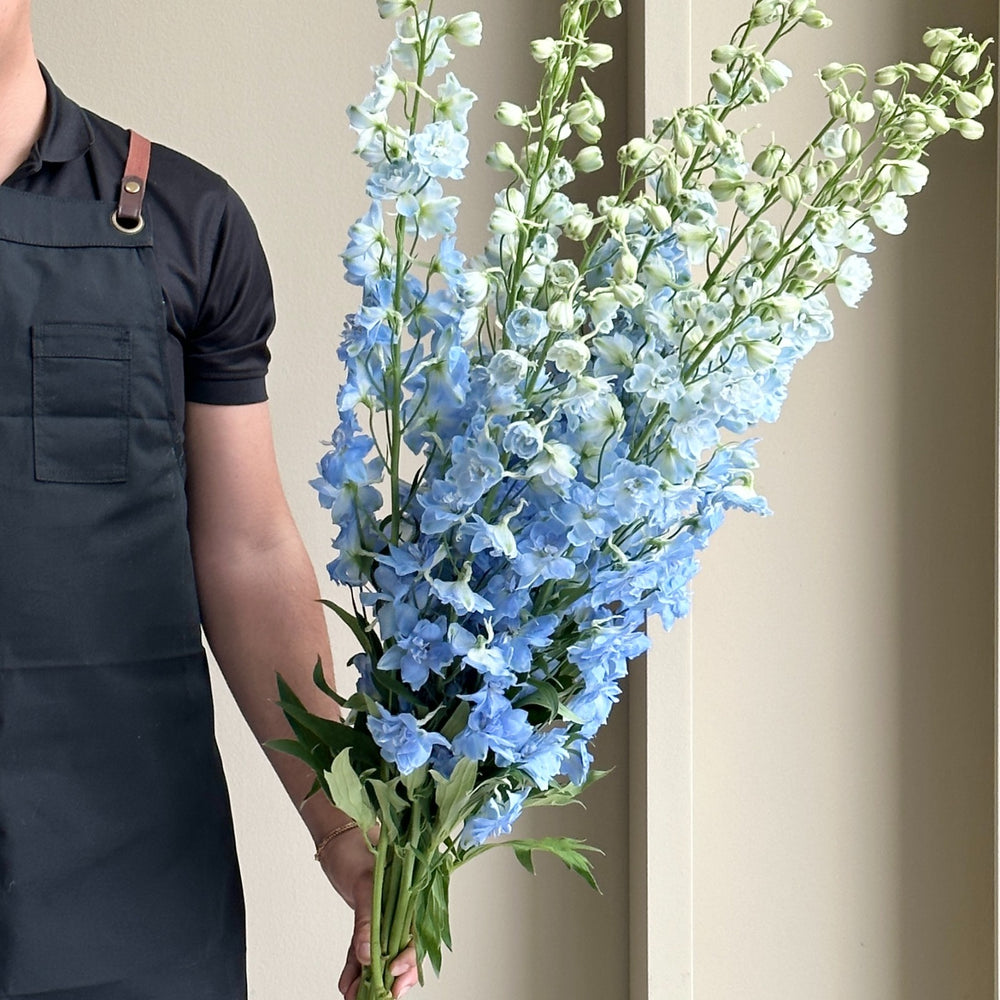 Delphiniums - Light Blue (10 Stem - 100cm)
