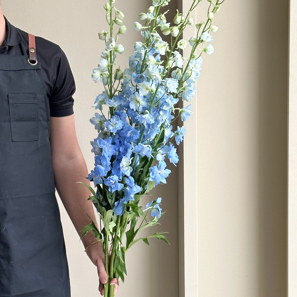 Delphiniums - Light Blue (5 Stem - 100cm)