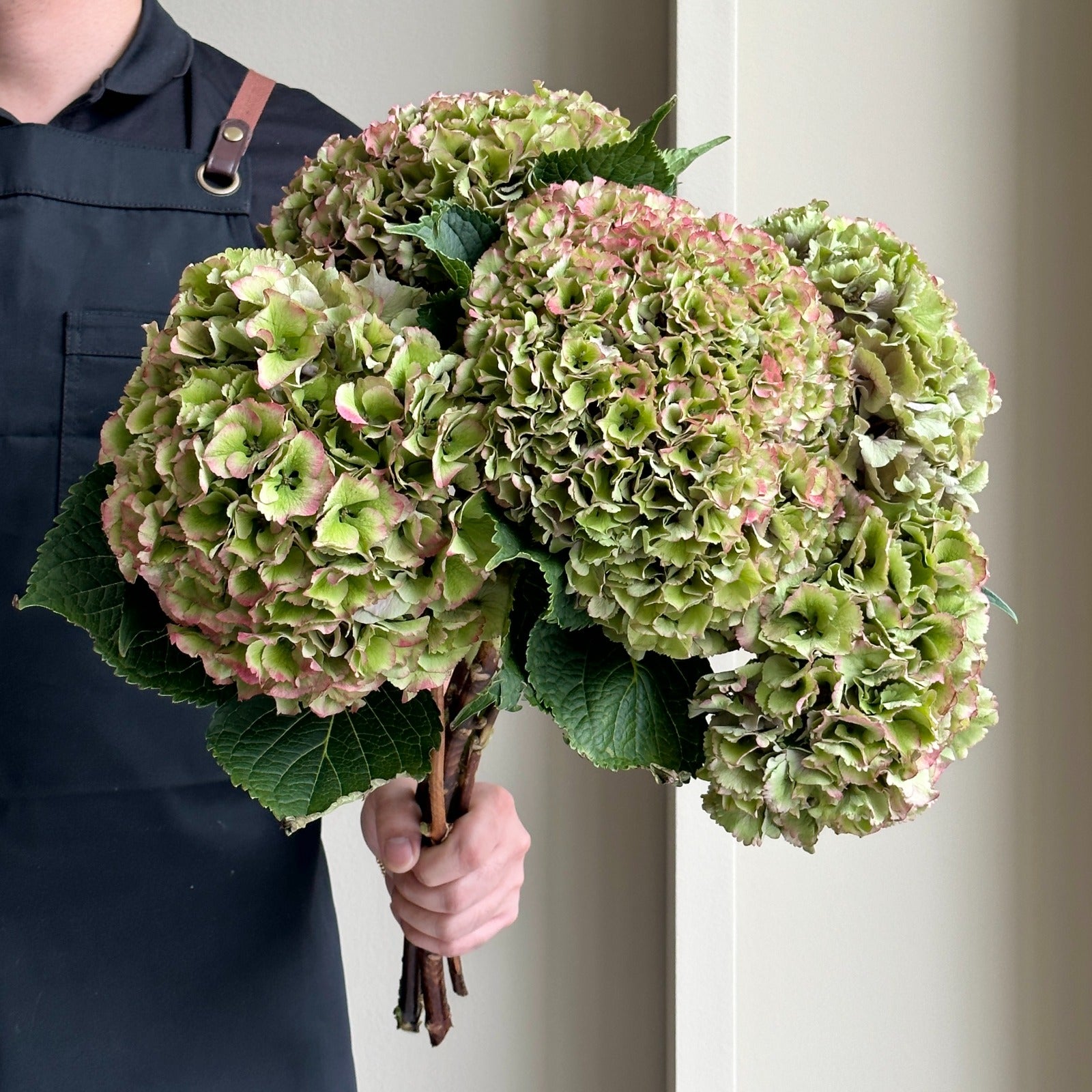 Hydrangeas - Royal Parade Classic Pink