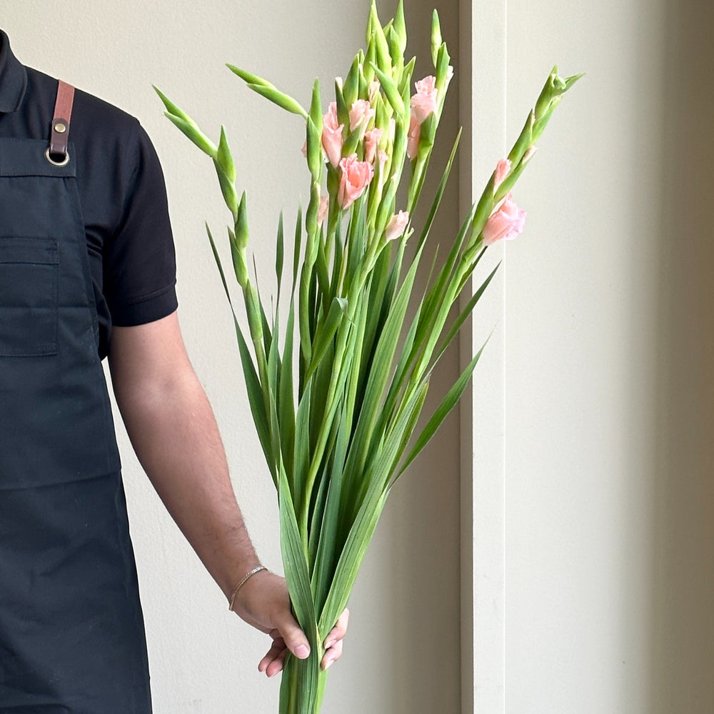 Gladioli - Oasis Peach