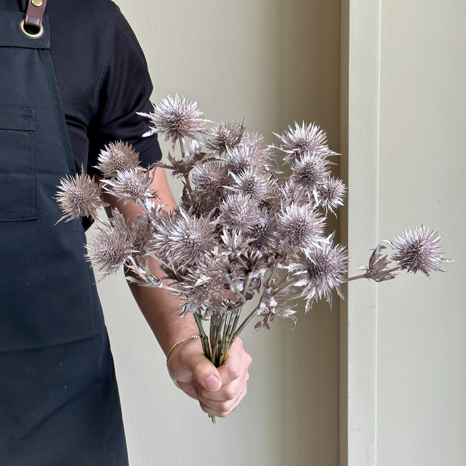 Eryngium Painted Champagne