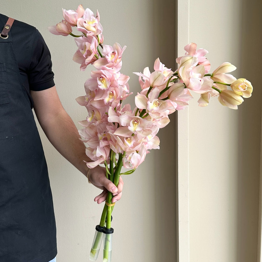 Cymbidium Orchids - Salmon Delight