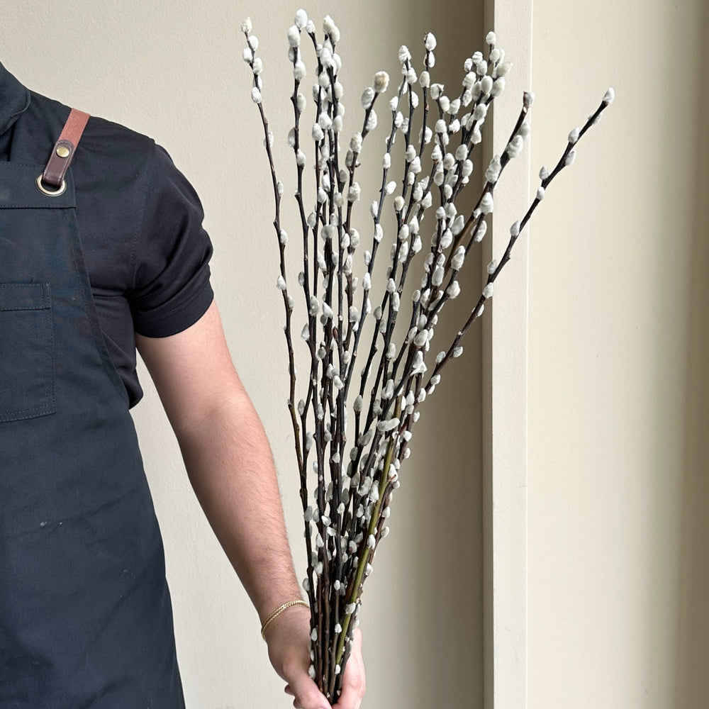 Salix Wilgenkatjes - White