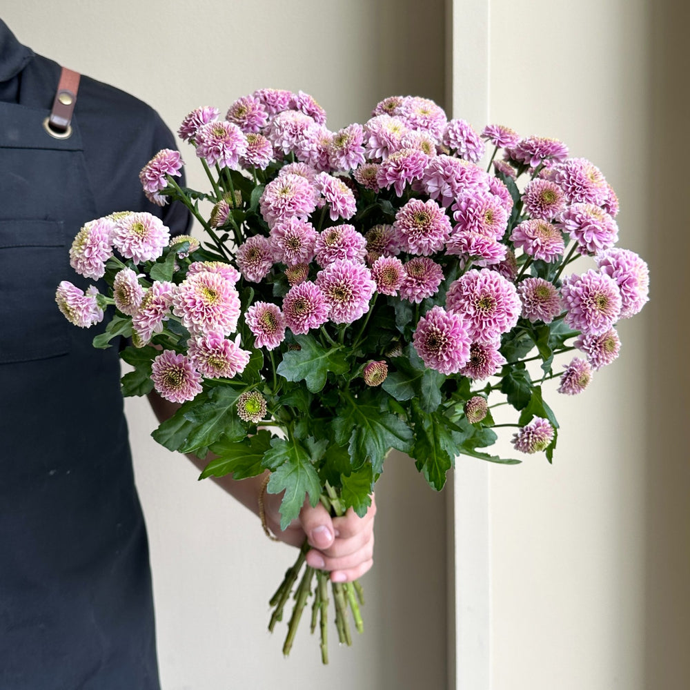 Chrysanthemum - Santini Doria Pink