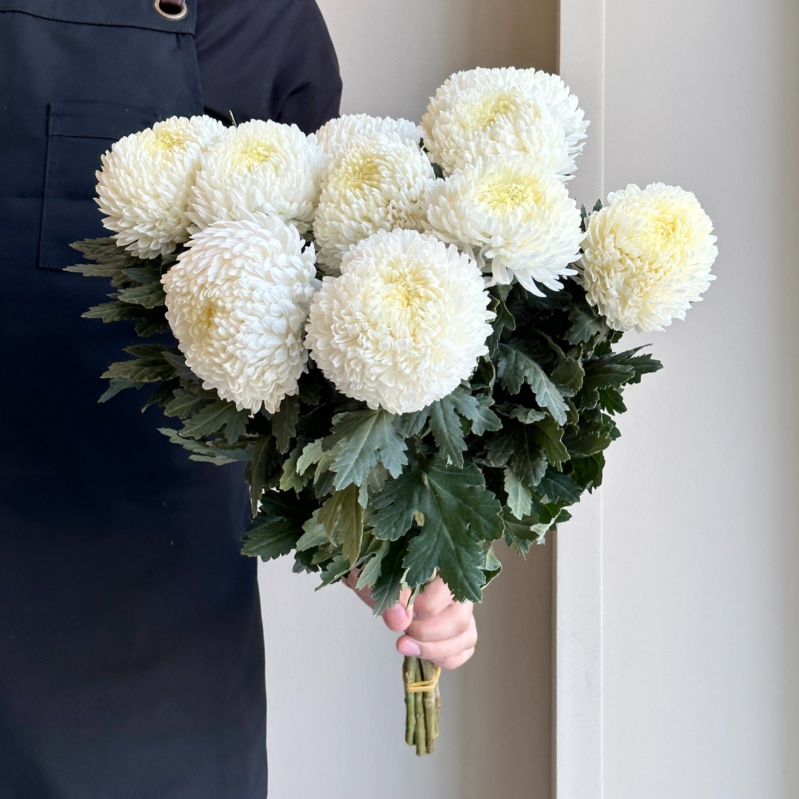 Chrysanthemum Peony - White