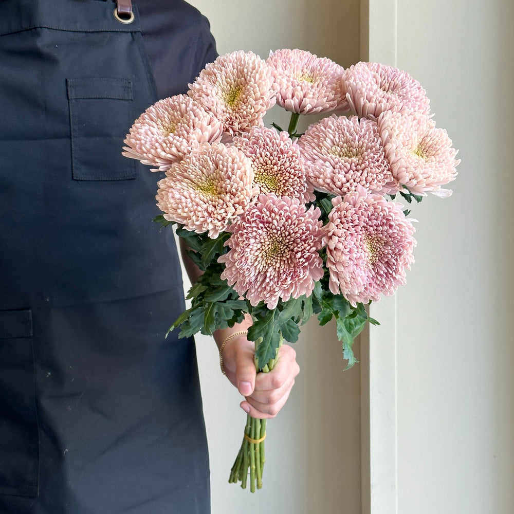 Chrysanthemums - Cremon Empress