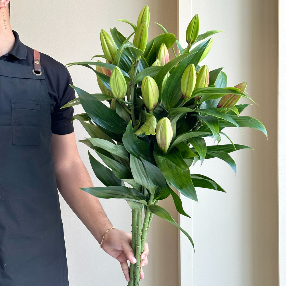 Lilies Orientpet - Strong Love Pink