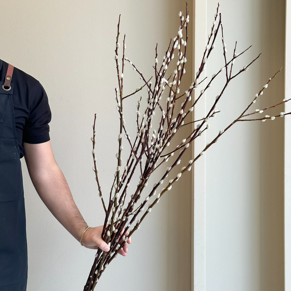Salix Wilgenkatjes Vertakt - White (120cm)