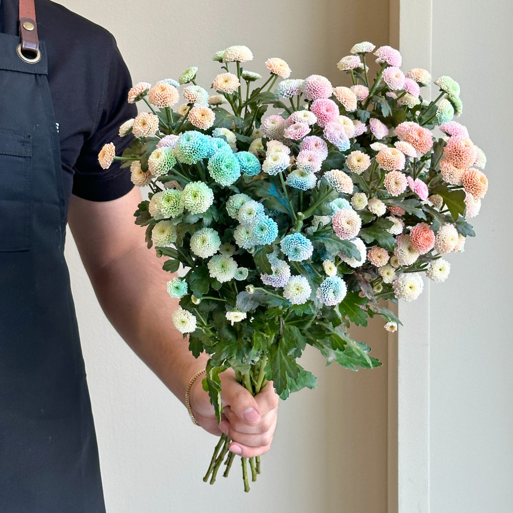 Chrysanthemums - Santini Dusty Rainbow